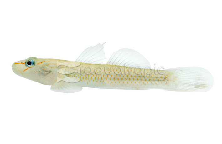 Nantai Goby :: 20343