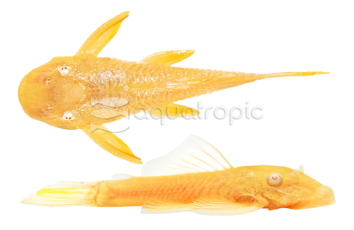 Albino 24K Bushy Nose Plecostomus :: 93005
