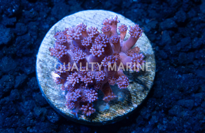 Flower Pot Purple Short Polyp :: 31092