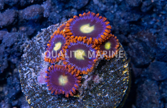 Zoa, Monster Mash :: 70604
