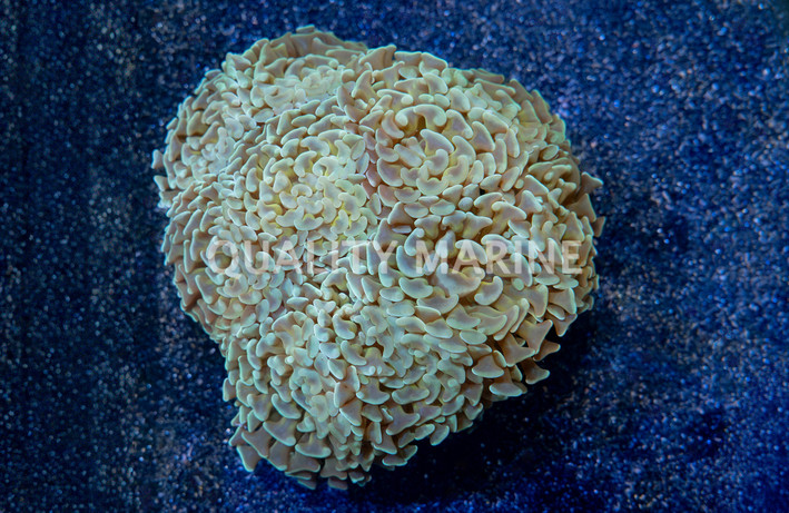 Hammer Branch Gold Tentacle w/ Green Tip :: 61832