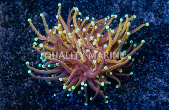 Torch, Gold w/ Green Tips :: 86162
