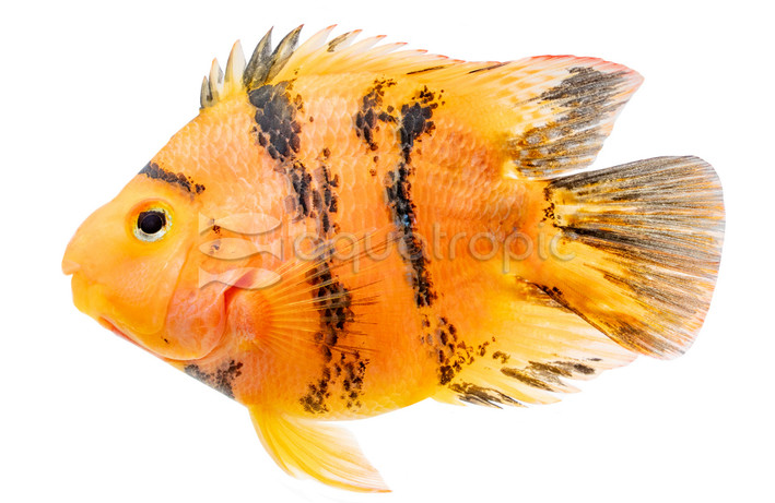 Parrot Red Tiger :: 83691