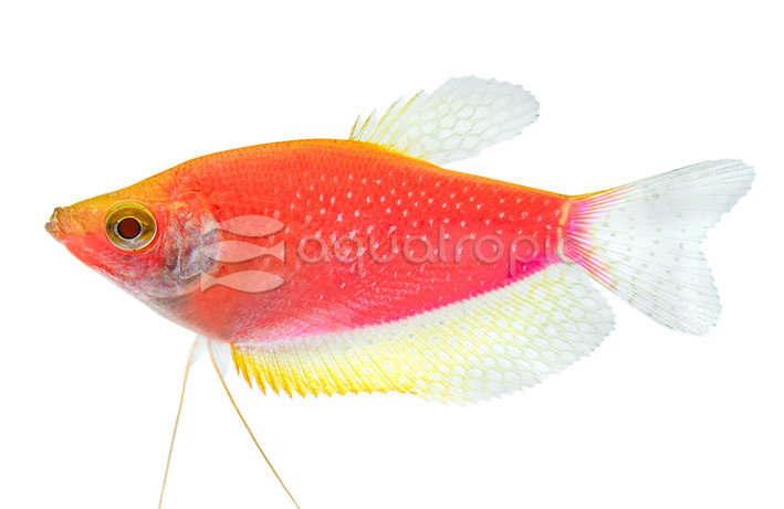 GOU-Starfire Red (Limit 3 Per Order) :: 72320