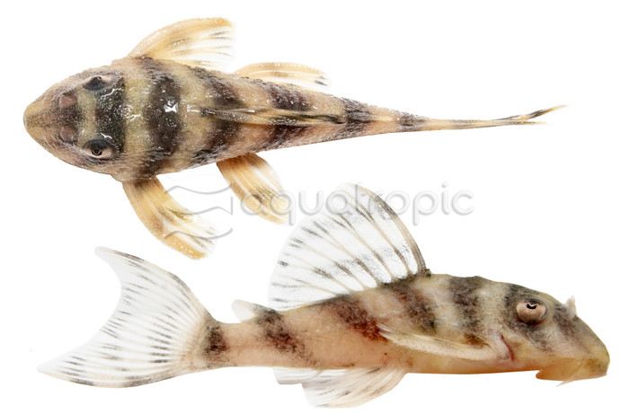 Tapajos Zebra L-270 :: 58077