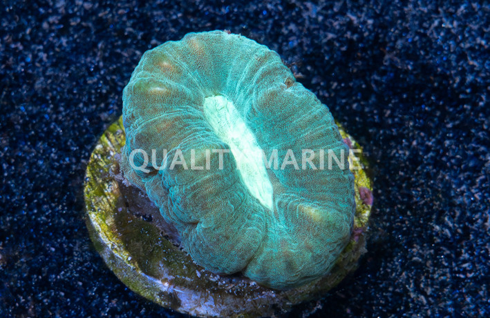 Curvata Trumpet Green :: 45525