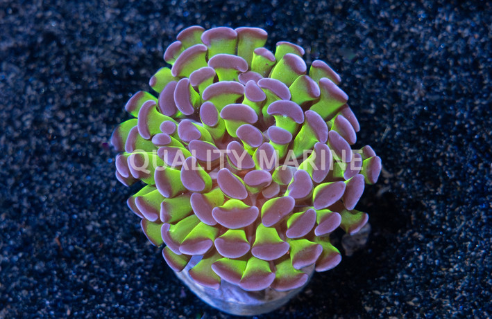 Hammer Branch Green w/Pink tip :: 72247