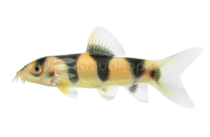 Clown X Emperor Hybrid :: 31499