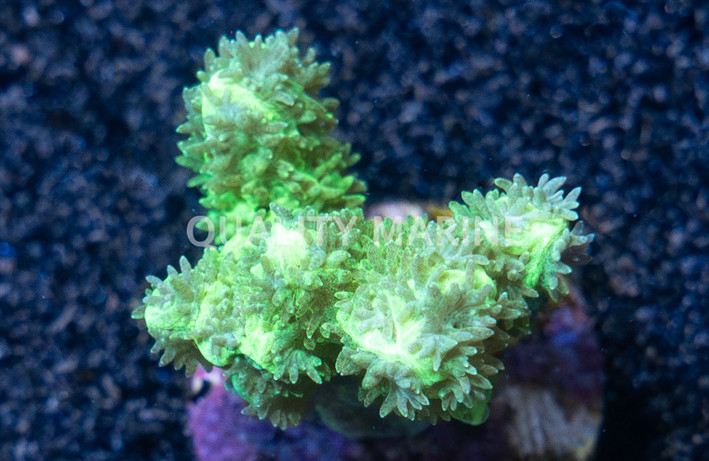 Horn, Branching Neon Green :: 97486