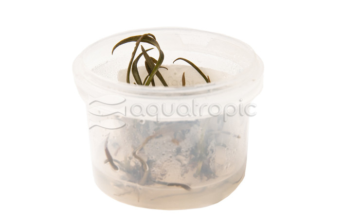 Cryptocoryne spiralis 'Tiger' Cup AT :: 80873