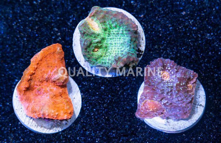 Chalice Colored :: 23029