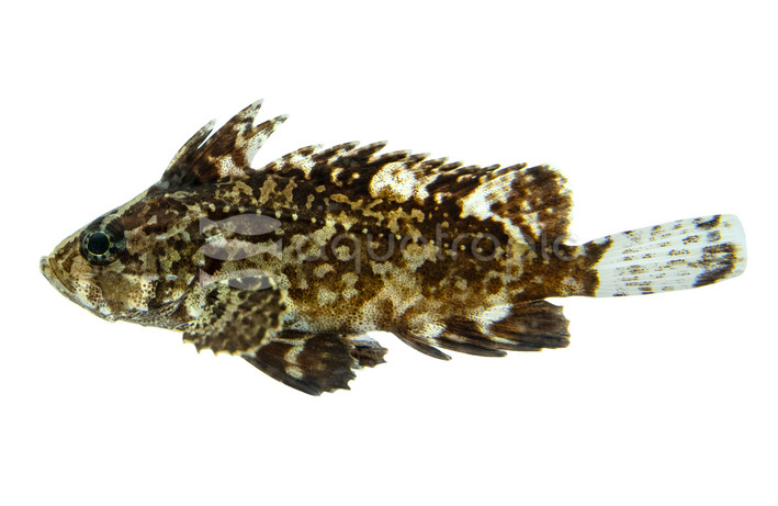 Leaf Goblinfish (VENOMOUS) :: 11734