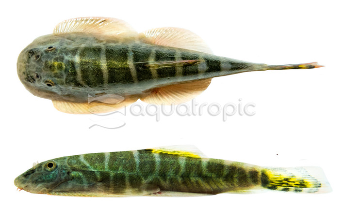 Borneo Sucker Golden Fins SK04 :: 49275
