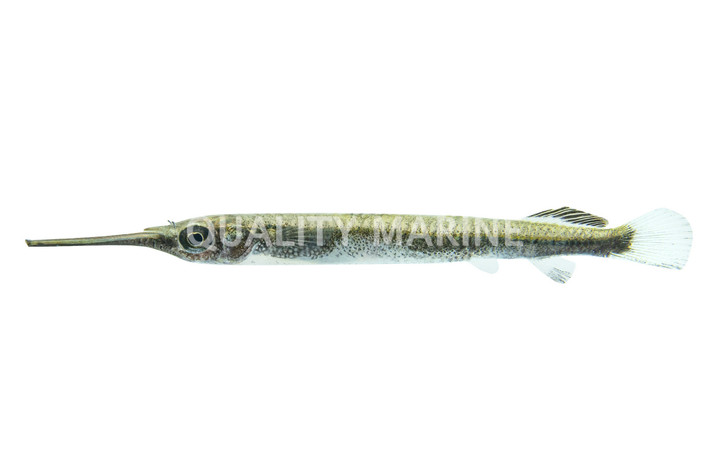 Buffon's River Garfish :: 91912