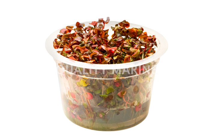 Rotala macrandra Cup AT :: 12935