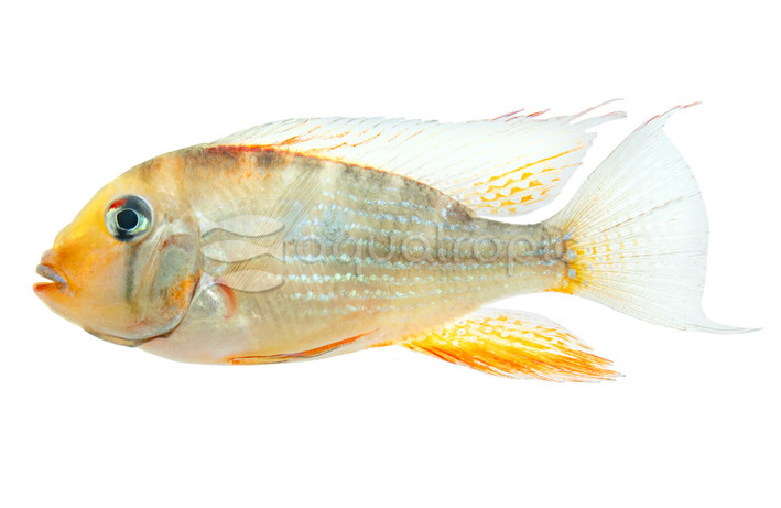 Eartheater Threadfin Heckelii Red :: 18389
