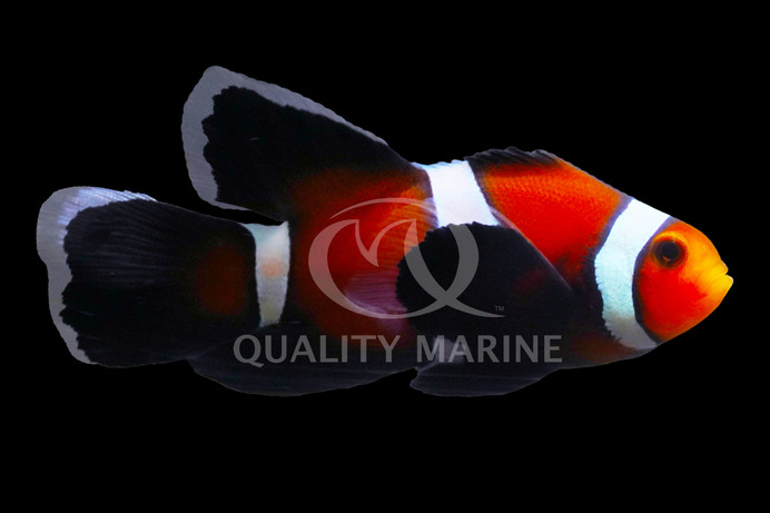 Longfin Mocha Ocellaris Clownfish, QM Labs :: 30413