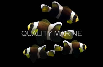 Wideband Clownfish, QM Labs :: 34970