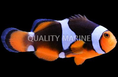 Misbar Percula Clownfish, QM Labs :: 14190