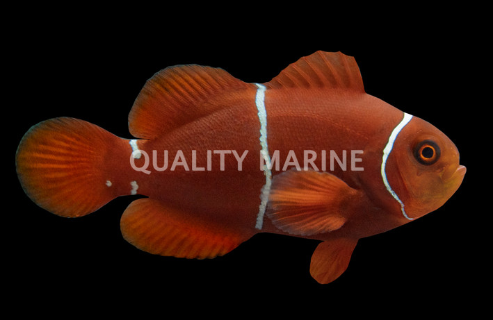 Maroon, Gold Stripe, QM Labs :: 14162
