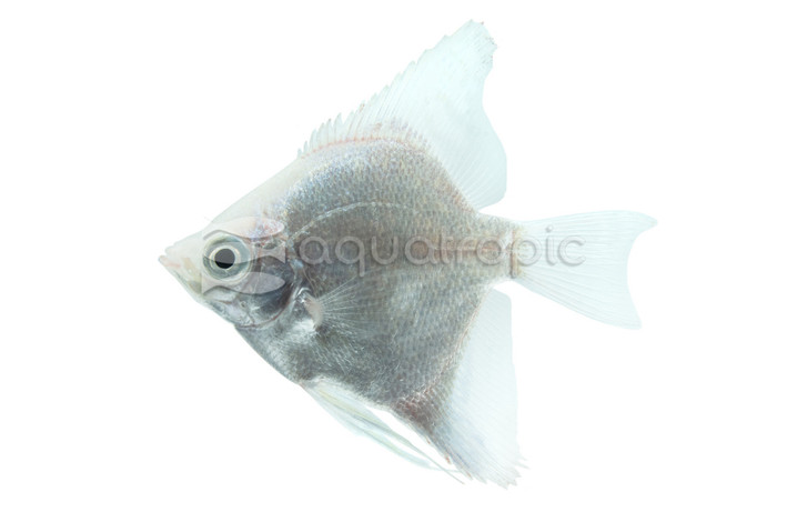 Platinum Blue Diamond :: 77877