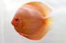 Albino Solid Blue Discus :: 24053