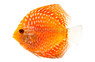 Pigeon Blood Polkadot Discus :: 24057