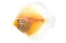 White Diamond Discus :: 24062