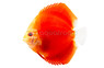 Red Wine Discus :: 24069