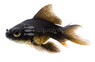 Black Oranda Goldfish :: 31017