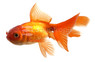 Chocolate Oranda Goldfish :: 31020