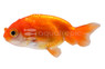 Mixed Ranchu Goldfish :: 31030