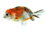 Calico Ranchu Goldfish :: 31033