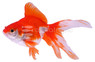 Red and White Ryukin Goldfish  :: 31036