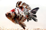 Mixed Short Tail Ryukin Goldfish :: 31038