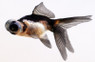 Panda Telescope Goldfish :: 31042