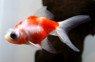 Sakura Telescope Goldfish :: 31044