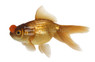 Chocolate Pom Pom Goldfish :: 31050