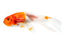 Red & White Bubble Eye Goldfish :: 31059