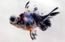 Calico Butterfly Goldfish :: 31062