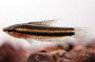 Licorice Gourami :: 32011