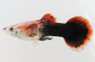 Pink Tuxedo Guppy, Male :: 33041