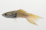 Endler's Cobra Guppy, Male :: 33051