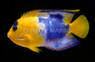 Ultra Bicolor Angelfish :: 10185