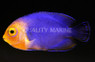 Cherub Angelfish :: 10186