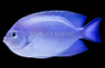 Pitcairn Angelfish, Female :: 10189