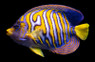 Regal Angelfish, Ultra :: 10196