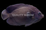 Blue Velvet Angelfish