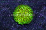 Sunset Plate Coral :: 52226