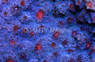 Red Eye Ice Blue Chalice Coral :: 52245